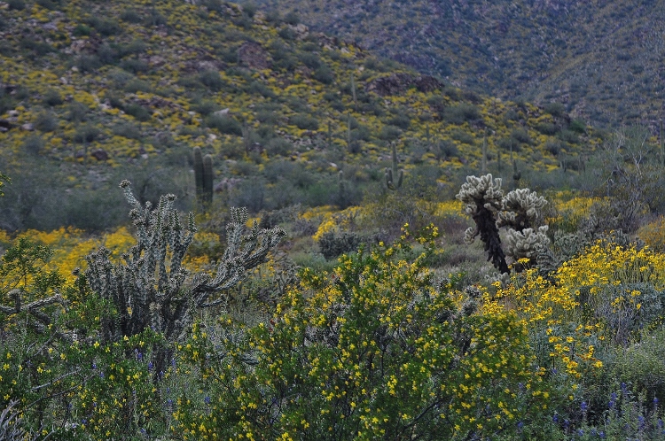 hills with brittlebush